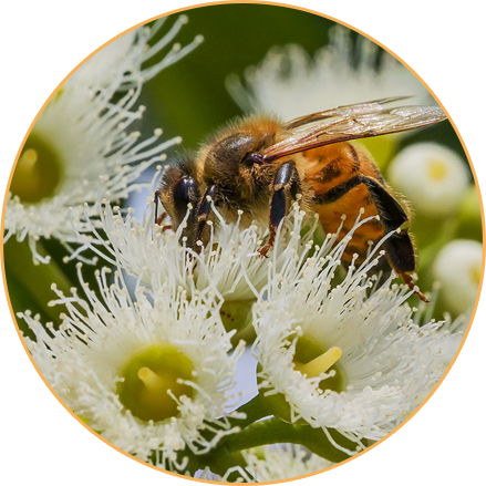How Honey Bees Produce Jarrah Honey
